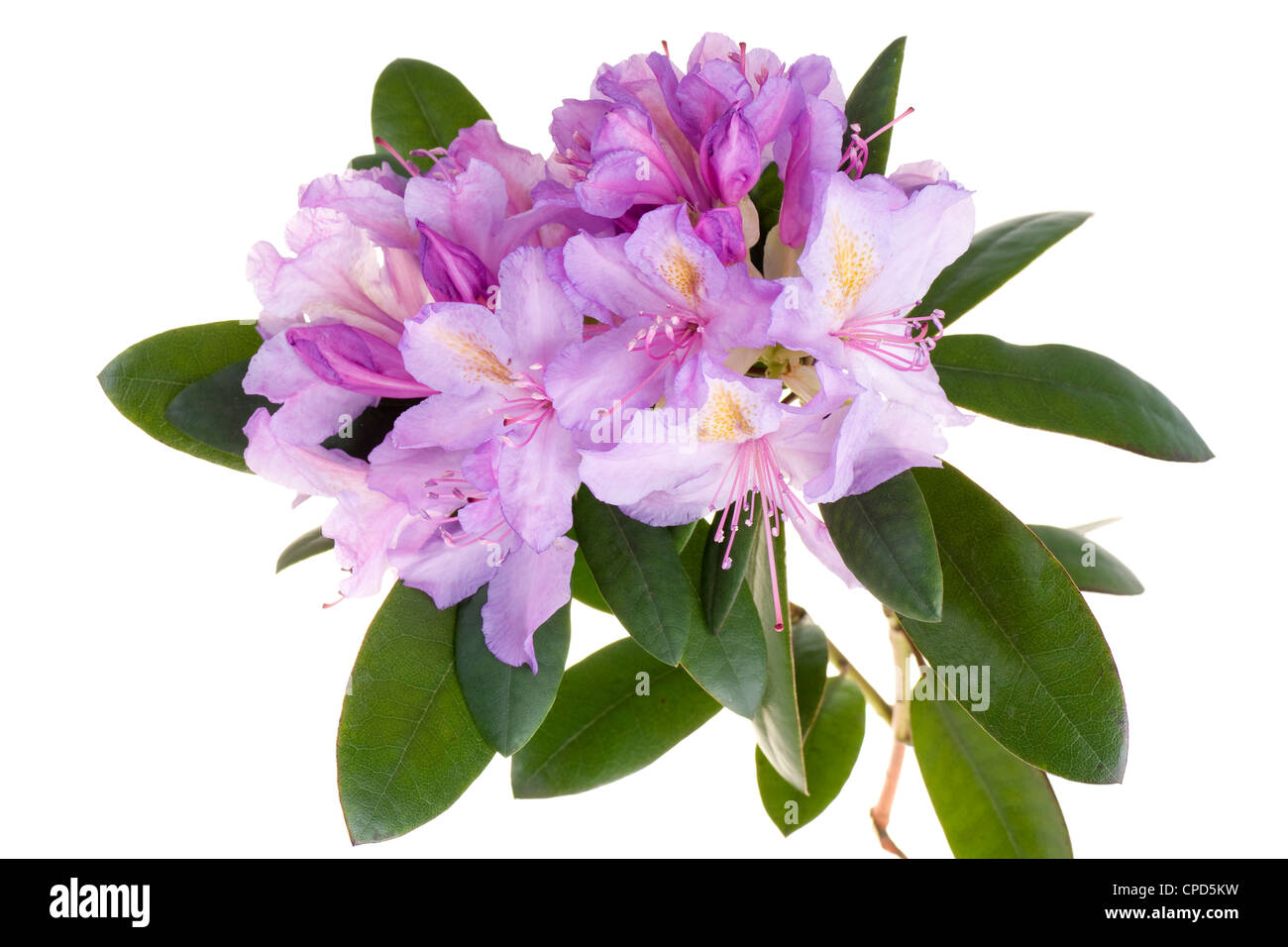 Rhododendron, azalée rose Banque D'Images