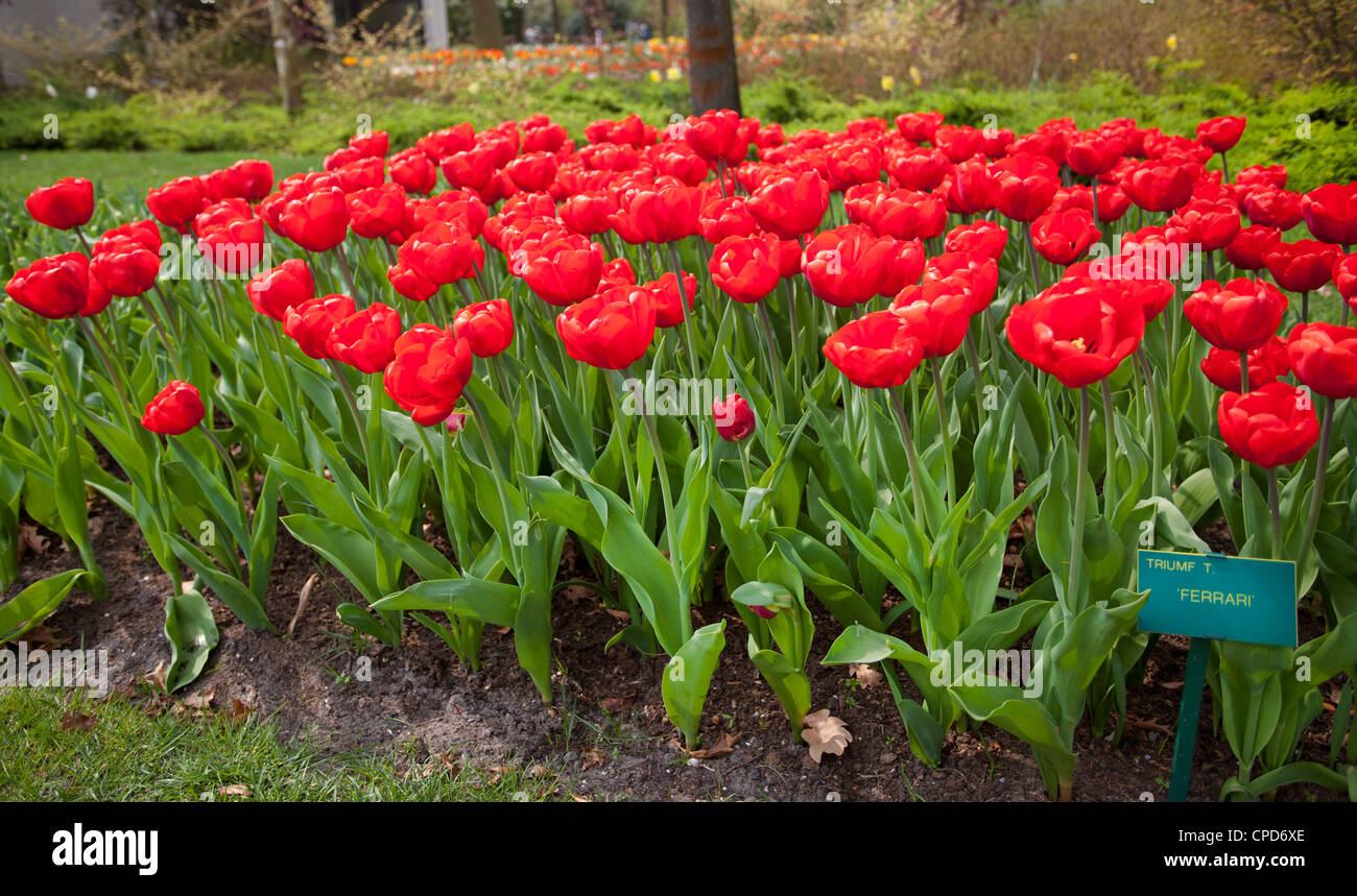 Tulipe rouge déposée dans le Keukenhof Jardin, Lisse, Pays-Bas, Banque D'Images