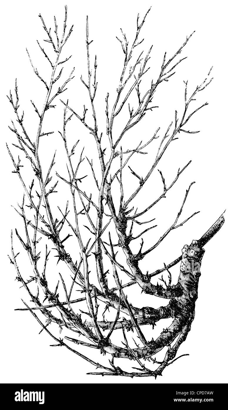 Taphrina cerasi sur cherry branch. Publication du livre 'Meyers Konversations-Lexikon', Volume 7, Leipzig, Allemagne, 1910 Banque D'Images