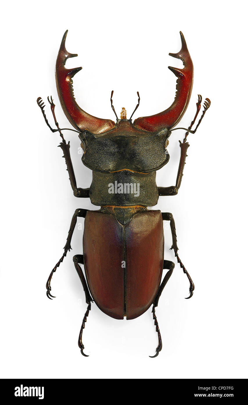 Stag beetle Lucanus cervus, le plus grand coléoptère d'Europe, une espèce en voie de disparition Banque D'Images