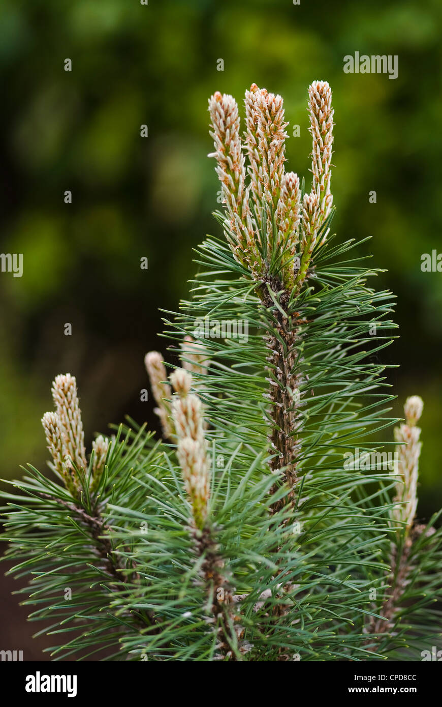 Pinus mugo 'Mops', des nouvelles pousses au printemps. Banque D'Images