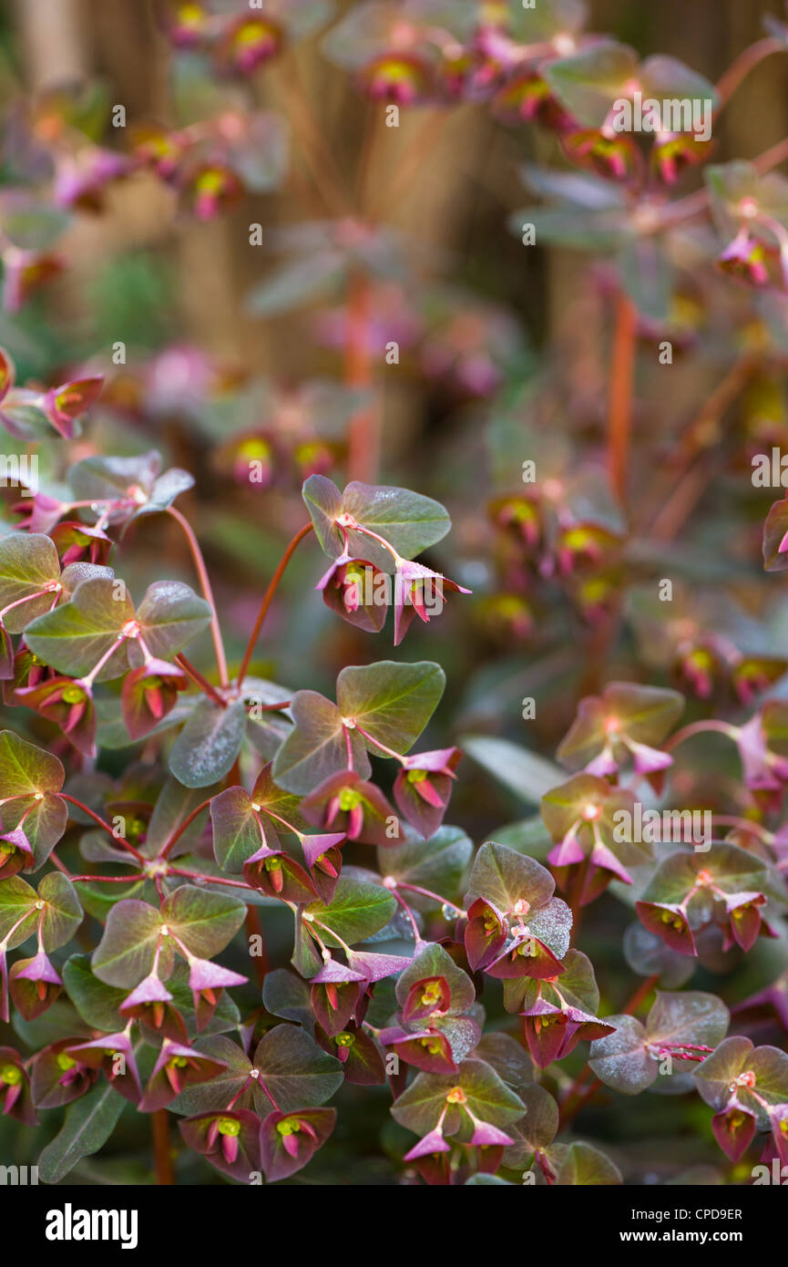 Euphorbia dulcis 'Chameleon', de l'Euphorbe ésule Caméléon Banque D'Images