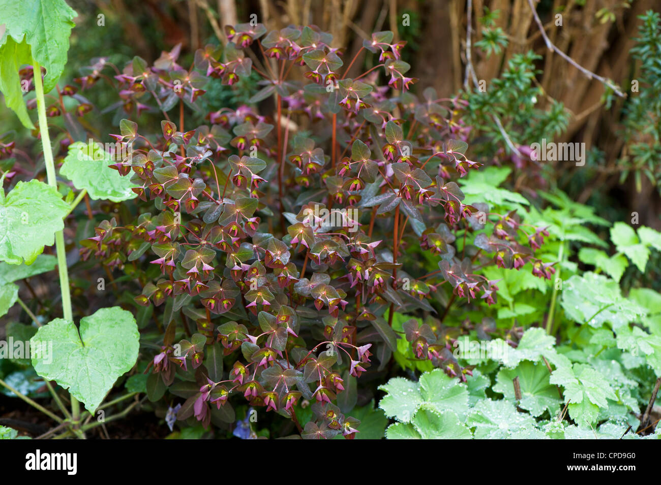 Euphorbia dulcis 'Chameleon', de l'Euphorbe ésule Caméléon Banque D'Images