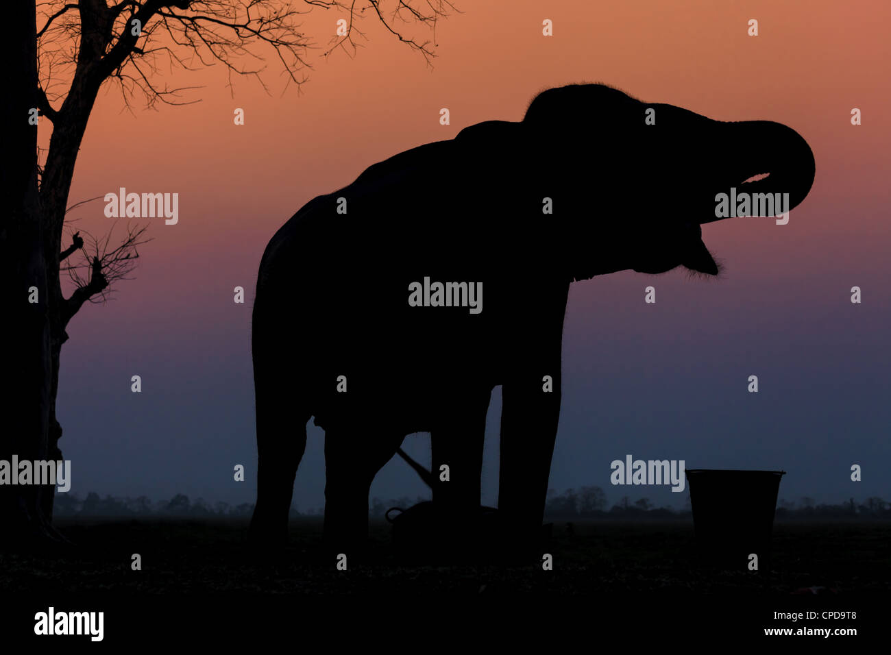 Silhouette d'un éléphant indien d'alimentation, le parc national de Kaziranga, Assam, Inde Banque D'Images