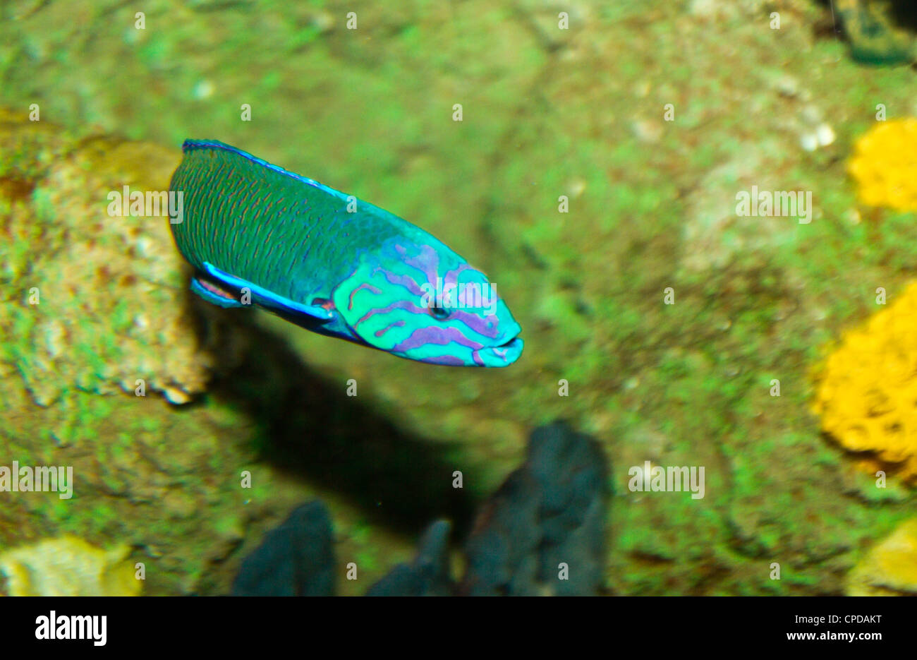 Poissons tropicaux colorés Banque de photographies et d’images à haute ...