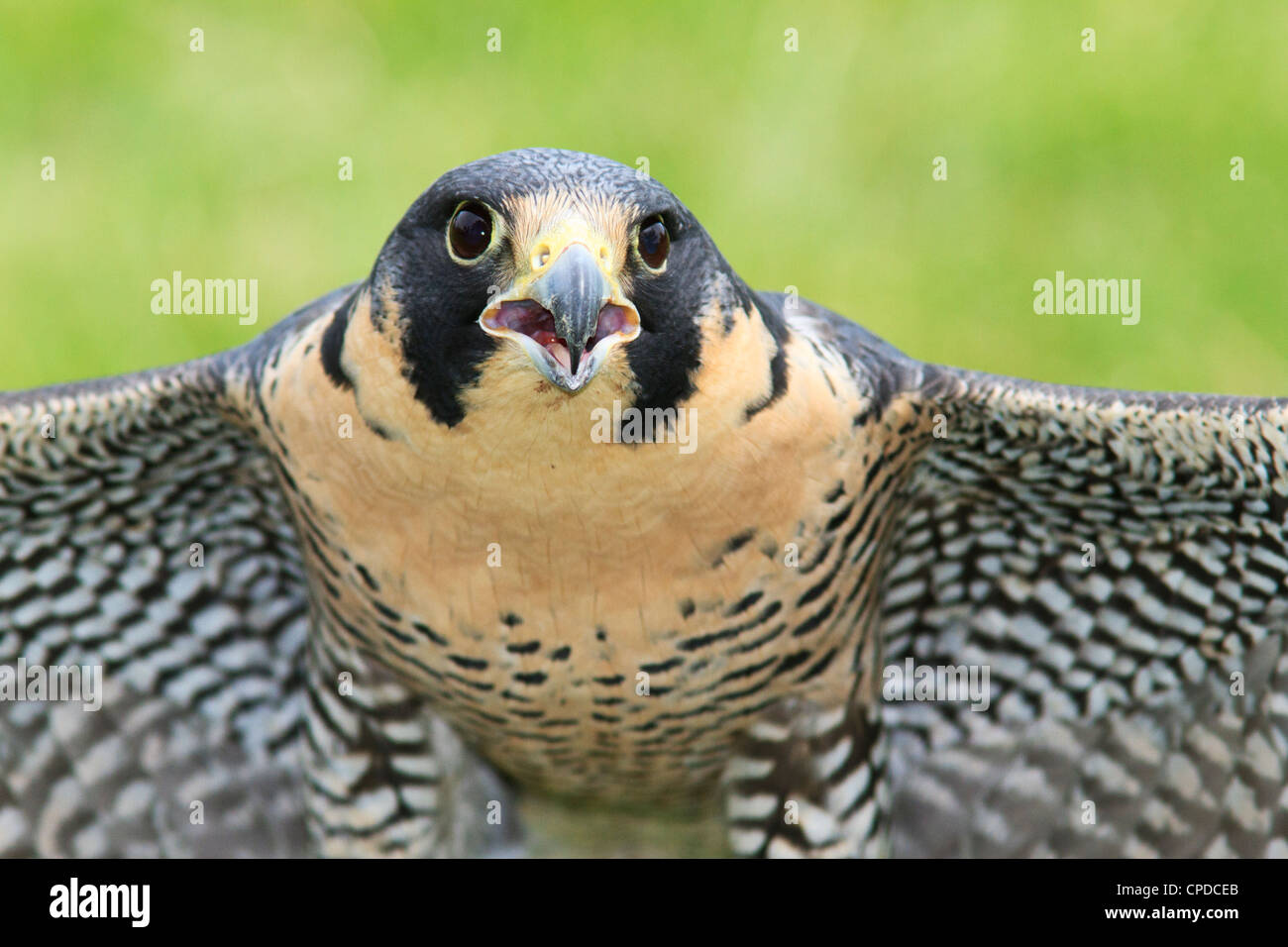 Le faucon pèlerin (Falco peregrinus). Banque D'Images