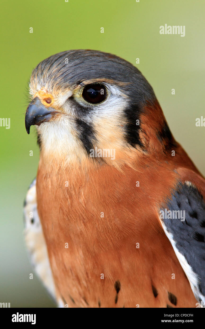 Crécerelle d'Amérique (Falco sparverius), aussi connu comme un épervier. Banque D'Images