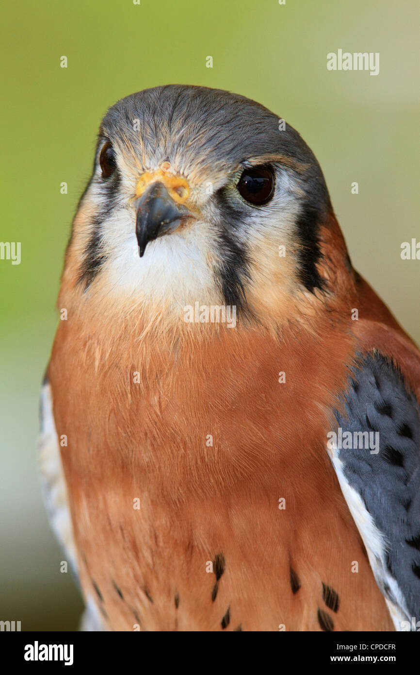 Crécerelle d'Amérique (Falco sparverius), aussi connu comme un épervier. Banque D'Images