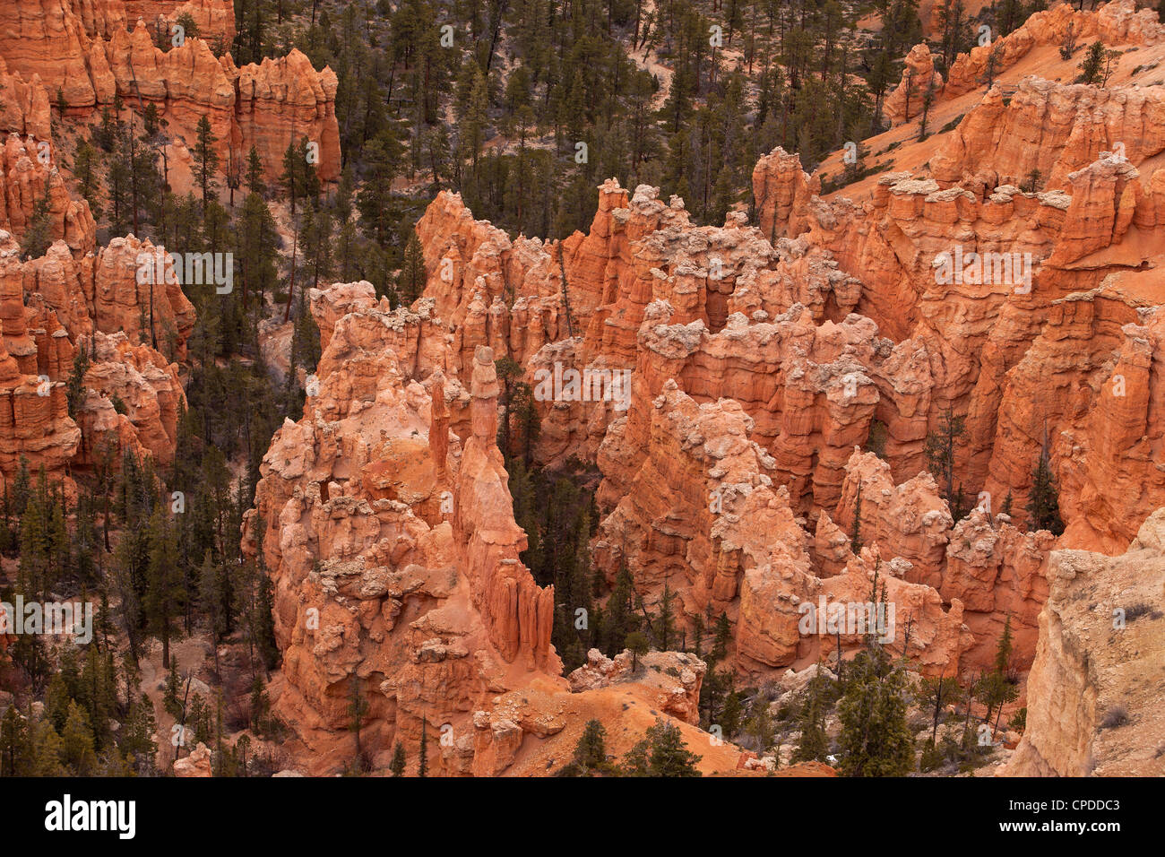 Le Parc National de Bryce Canyon dans l'Utah du sud. Spectaculaire et robustes falaises en pierre rouge, formations intéressantes dans la vallée. Don Despain Banque D'Images