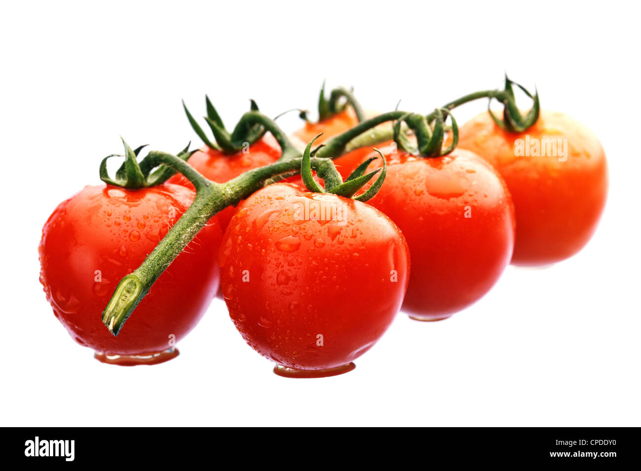 Tomates cerises humide sur la vigne isolée Banque D'Images
