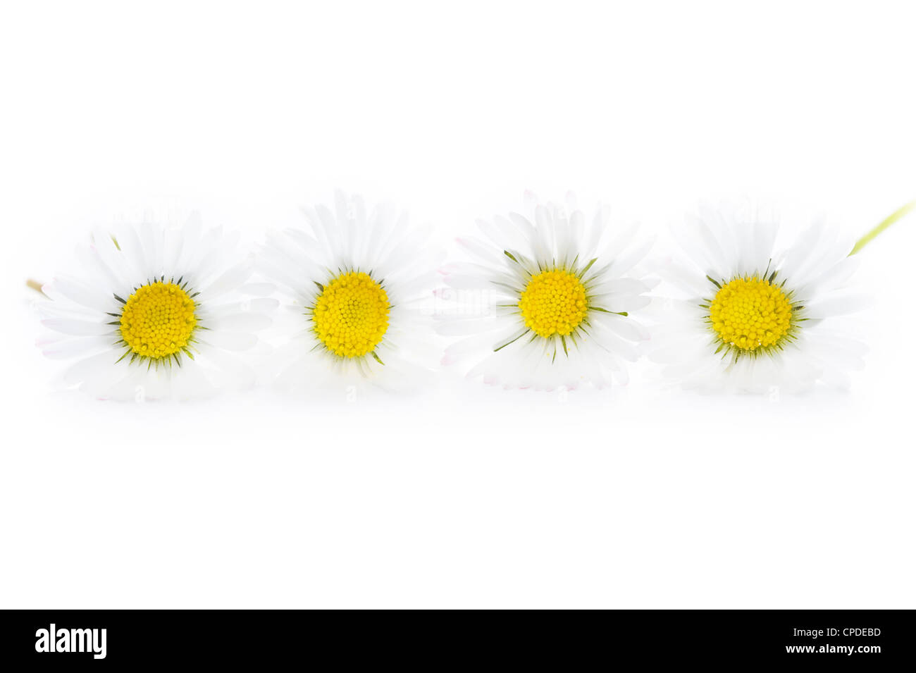 Quatre pelouse anglaise daisies isolé sur fond blanc Banque D'Images