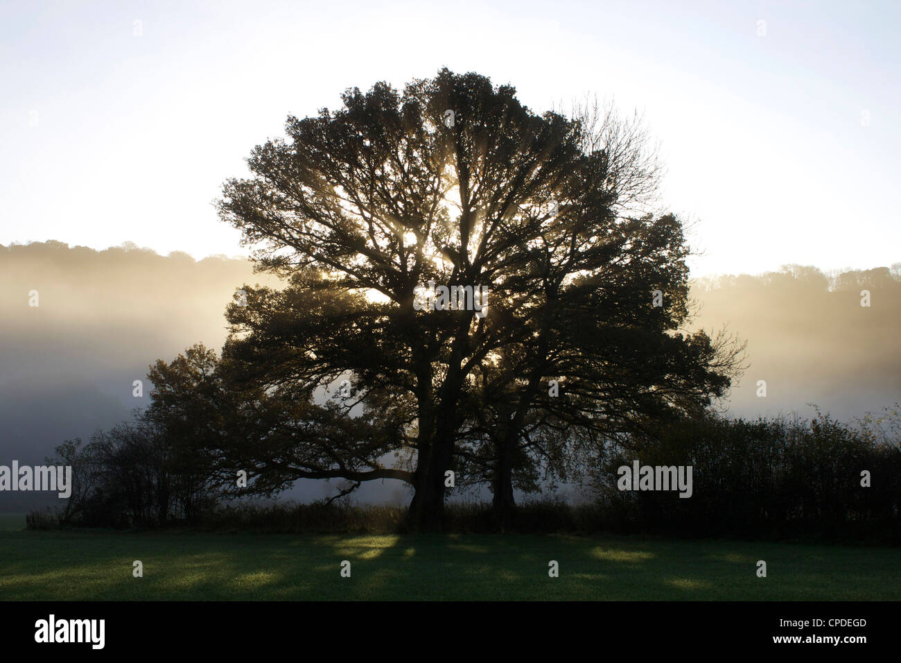 Arbres, Misty Exe Valley, Devon, Angleterre, Royaume-Uni, Europe Banque D'Images