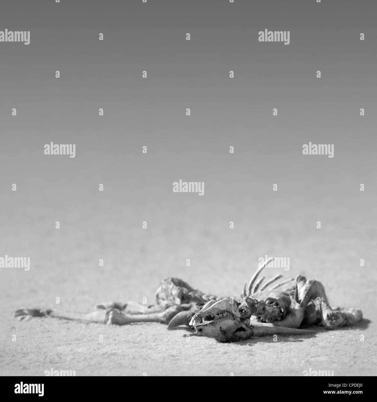 Éland du squelette dans le désert (traitement artistique) Banque D'Images