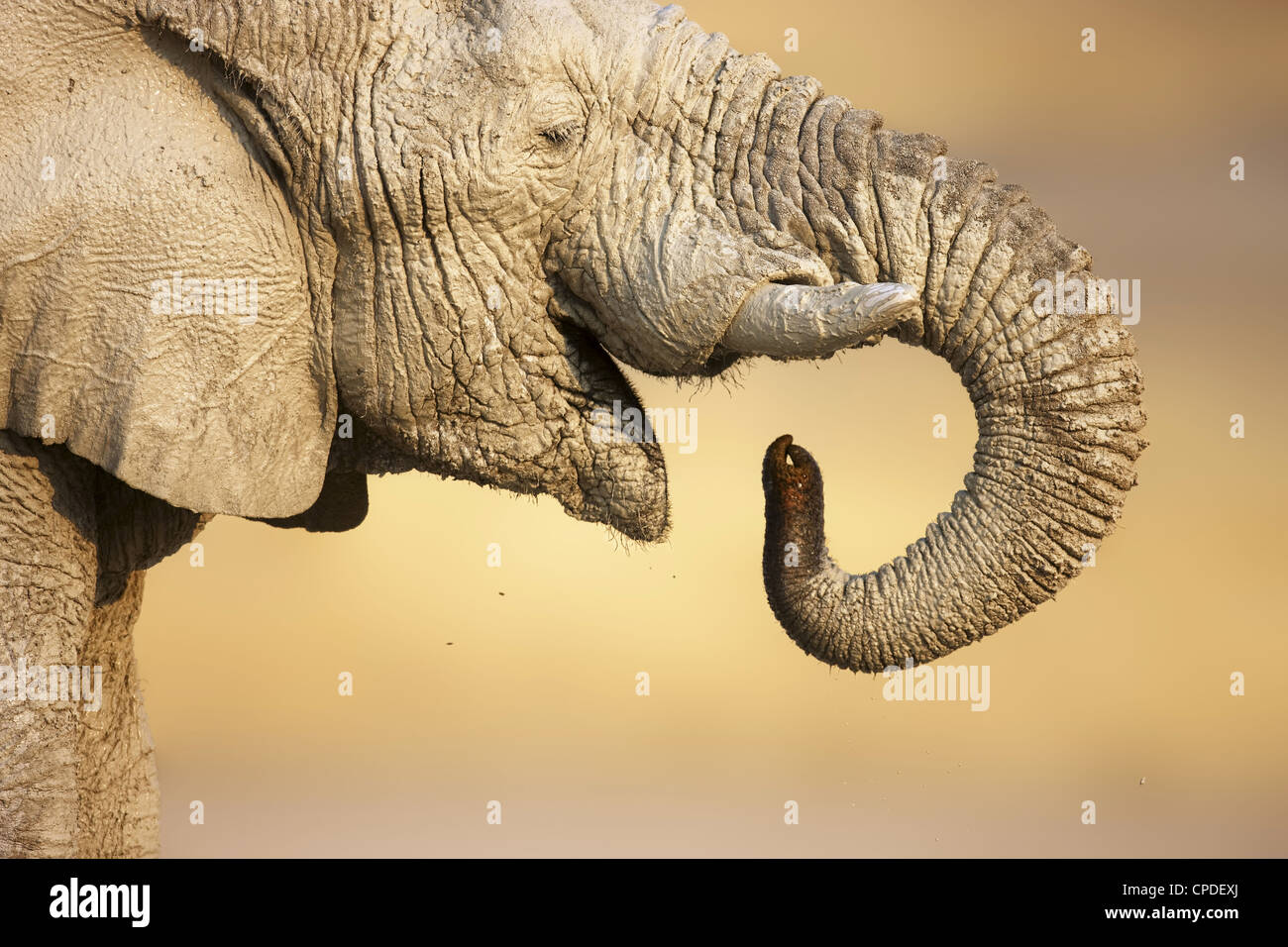 Vue rapprochée d'un éléphant boueux de l'eau potable dans le parc d'Etosha Banque D'Images