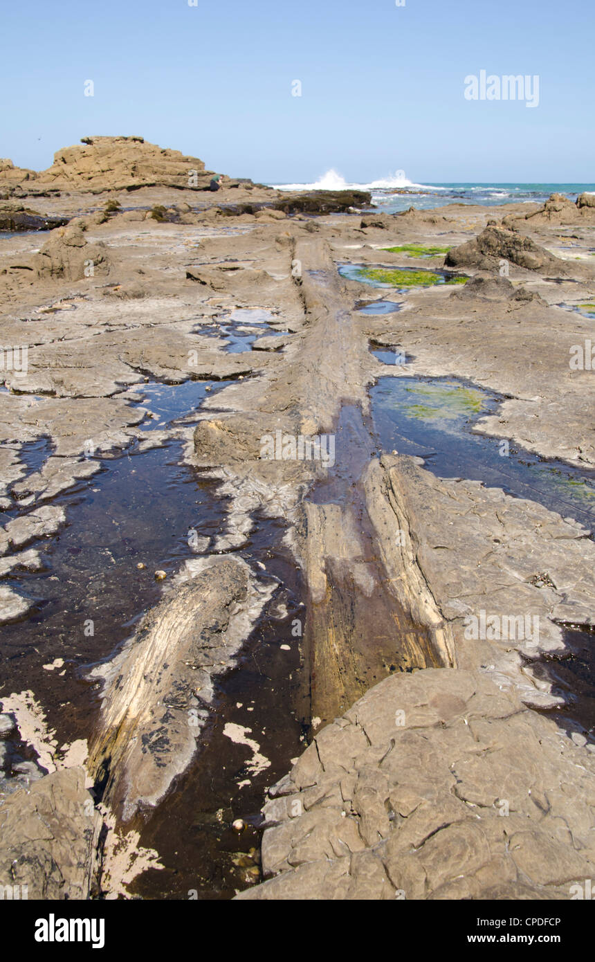 Curio Bay Forêt fossilisée, Southland, île du Sud, Nouvelle-Zélande, Pacifique Banque D'Images