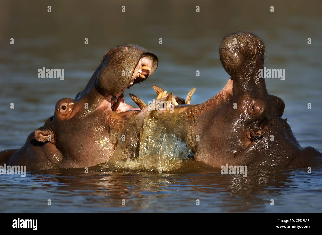 Deux combats ; hippopotames Hippopotamus amphibius ; Afrique du Sud Banque D'Images