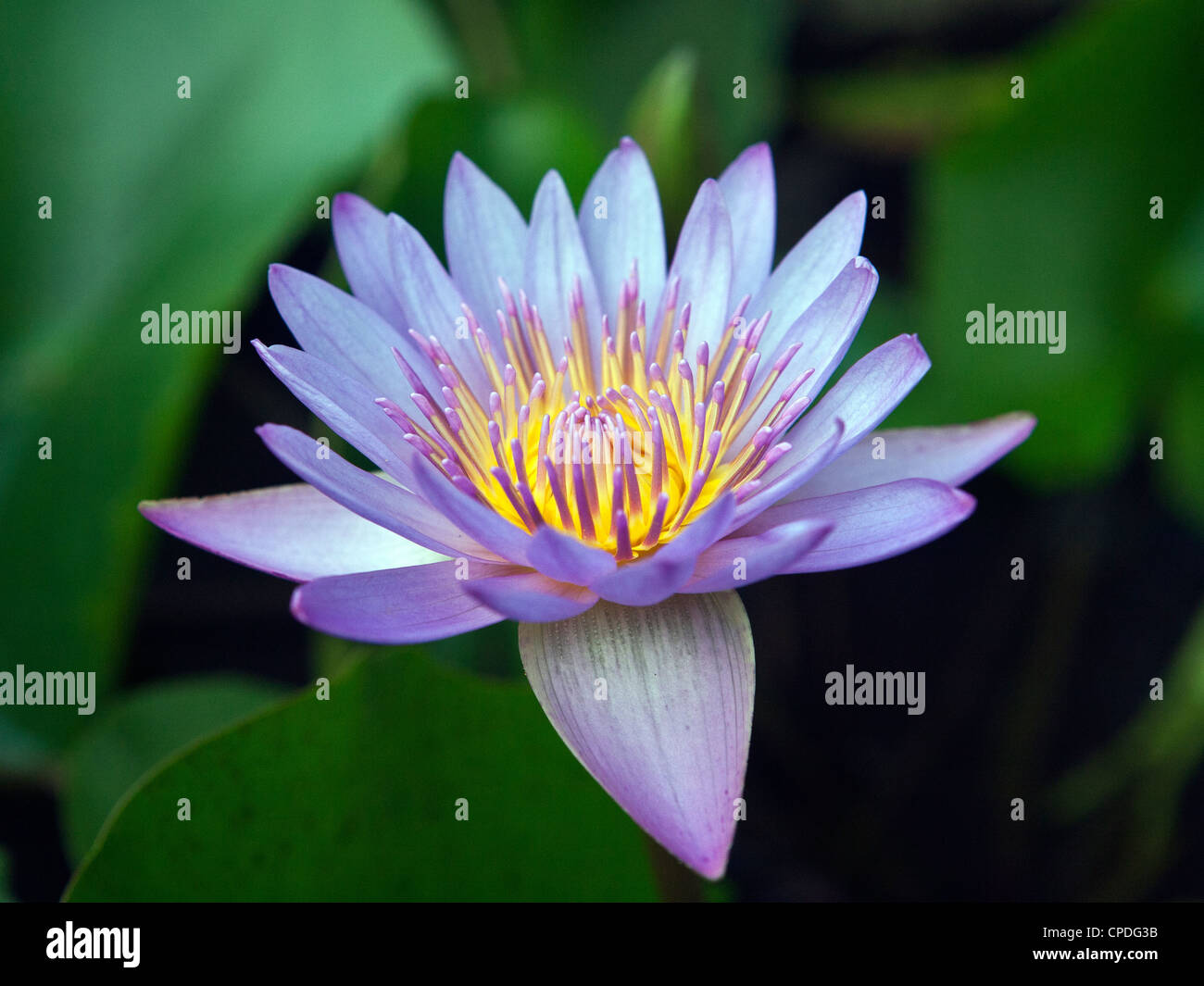 Nil Manel ou nénuphar bleu Nymphaea nouchali Sri Lanka Banque D'Images