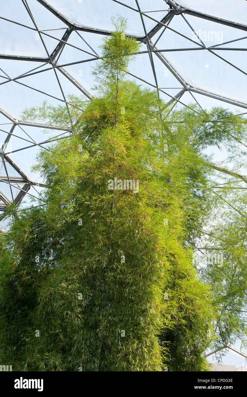 Gigantocholoa. L'agglutination géant bambou dans les biomes à Eden Project, Cornwall, Angleterre Banque D'Images