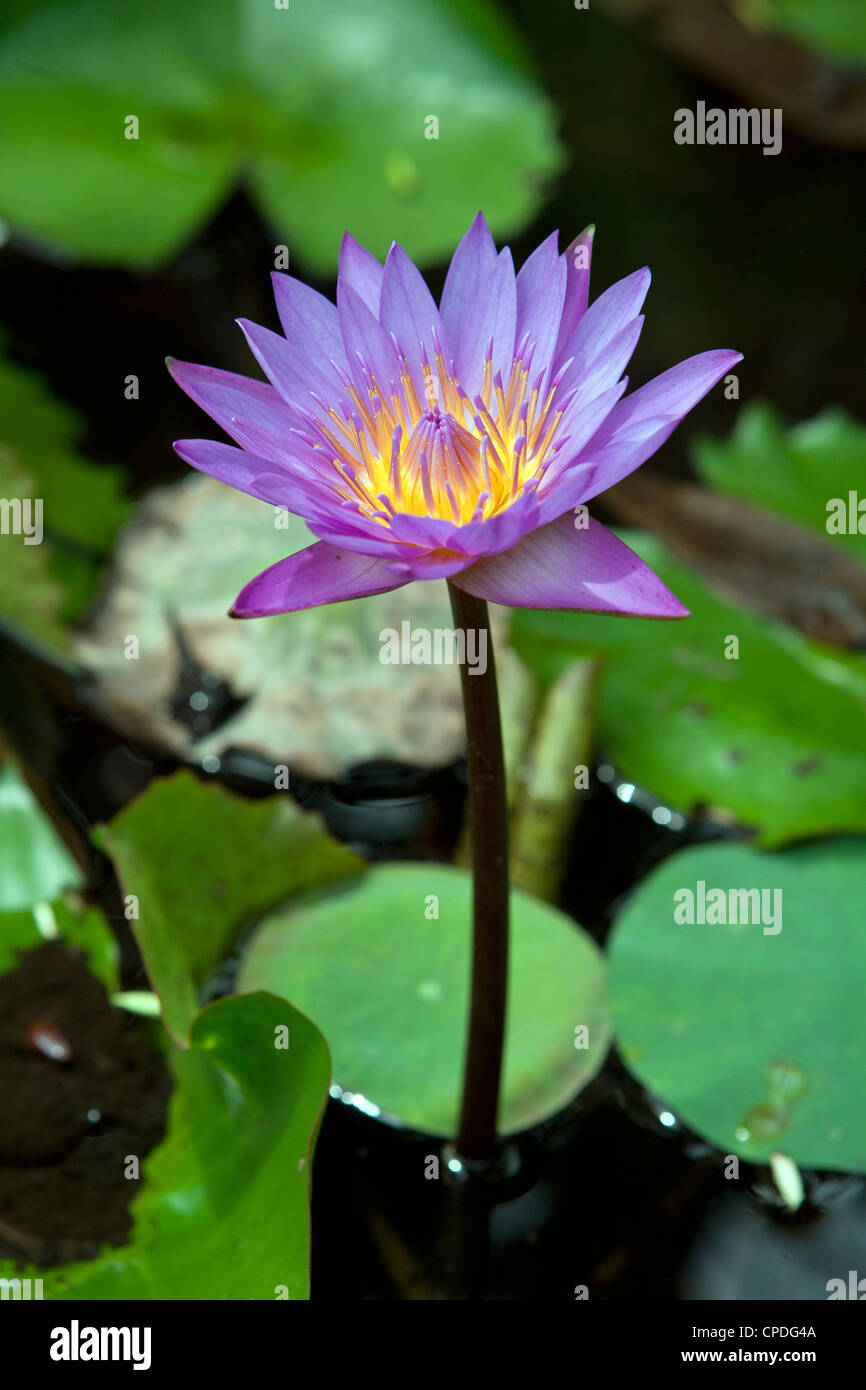 Nil Manel ou nénuphar bleu Nymphaea nouchali Sri Lanka Banque D'Images
