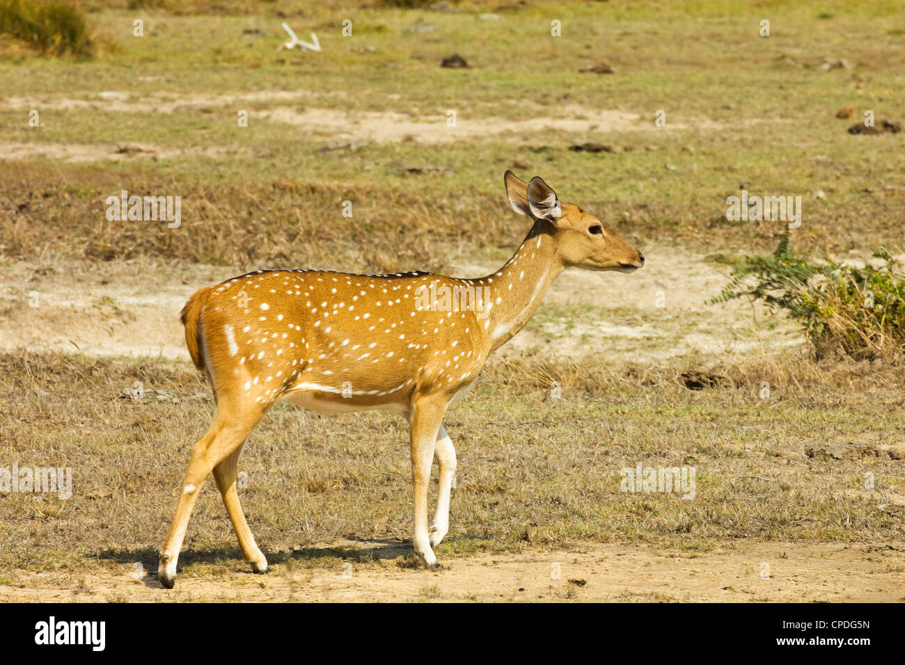 Axis du Sri Lanka ou Ceylan spotted deer de Kumana, anciennement Parc national de Yala est, Kumana, Rhône-Alpes, France Banque D'Images
