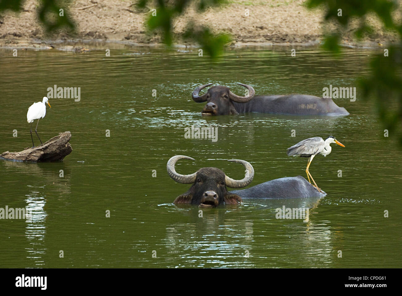 Grande aigrette, héron cendré et buffalo dans un étang à Kumana, anciennement Parc national de Yala est, Kumana, Rhône-Alpes, France Banque D'Images