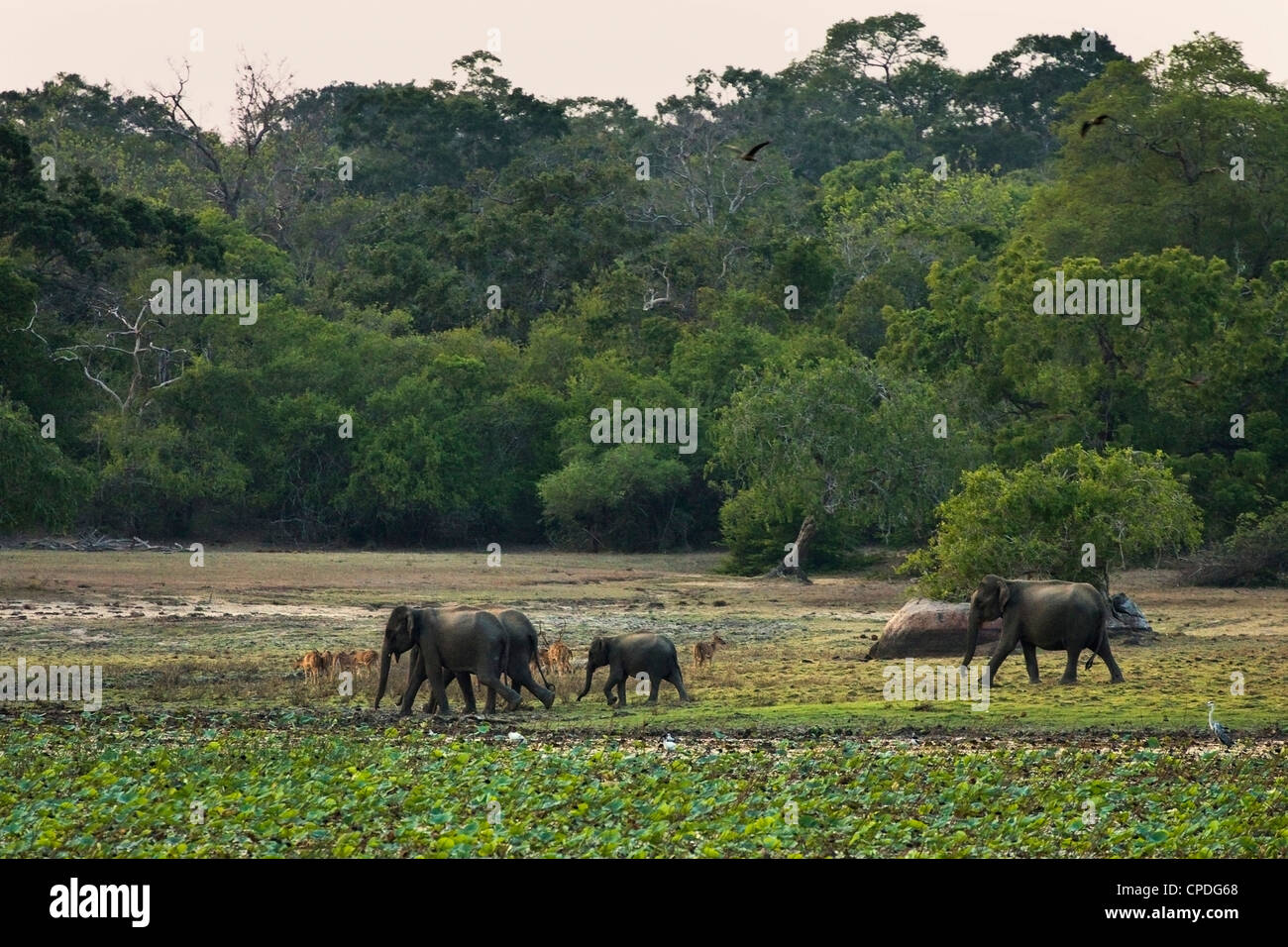 Les éléphants et les cerfs communs repèrés au crépuscule dans Kumana, anciennement Parc National Yala est, Kumana, Province de l'Est, Asie, Sri Lanka Banque D'Images