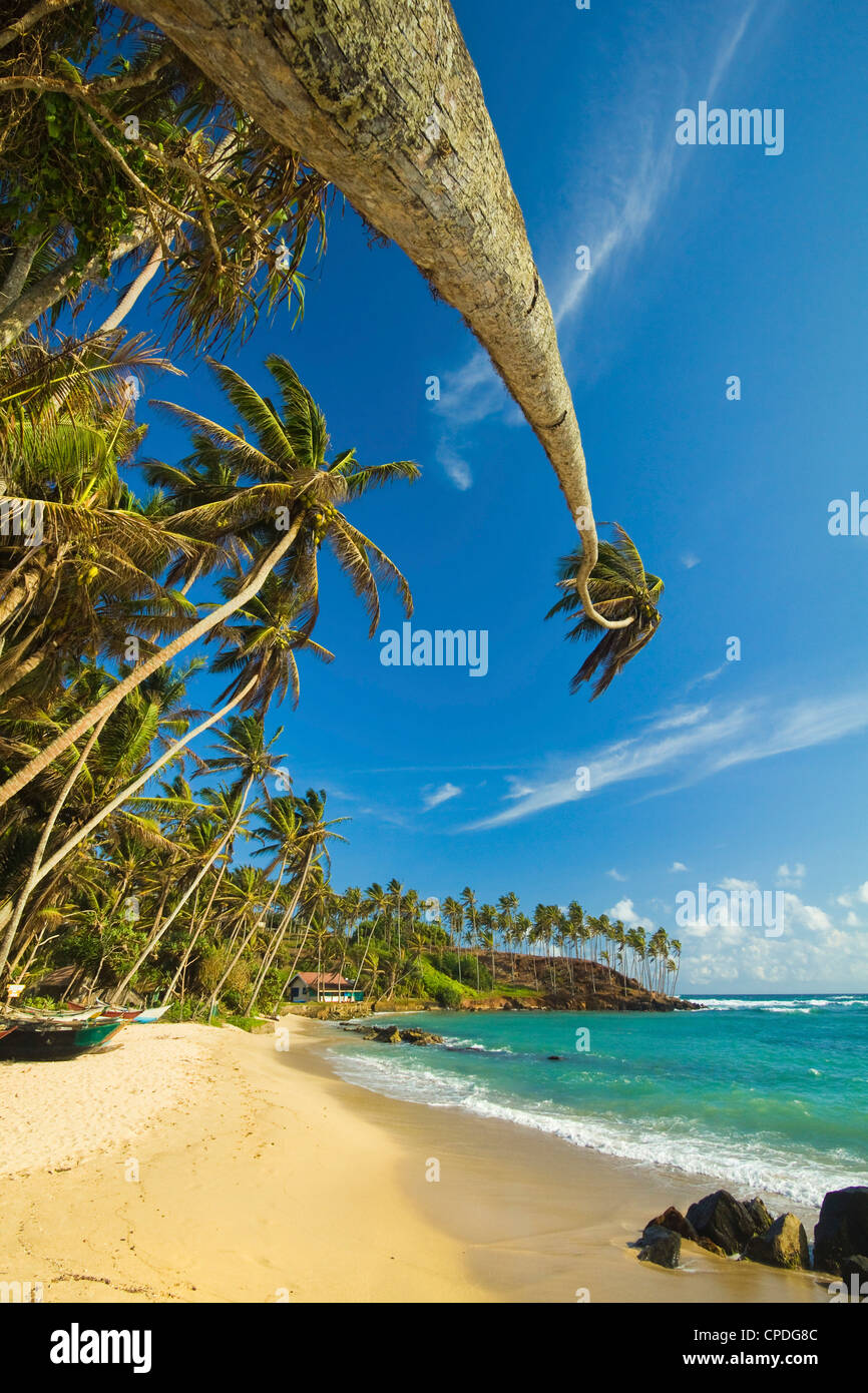 Palmiers à l'extrémité orientale de la côte sud de la plage de surf de l'observation des baleines à Mirissa, près de Matara, Province du Sud, Sri Lanka Banque D'Images