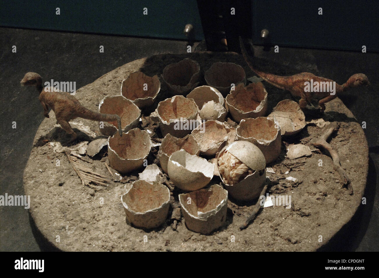 La reconstruction d'un nid contenant des œufs de dinosaure ornithopode, makelai Orodromeus. Crétacé supérieur. Campanien. Banque D'Images