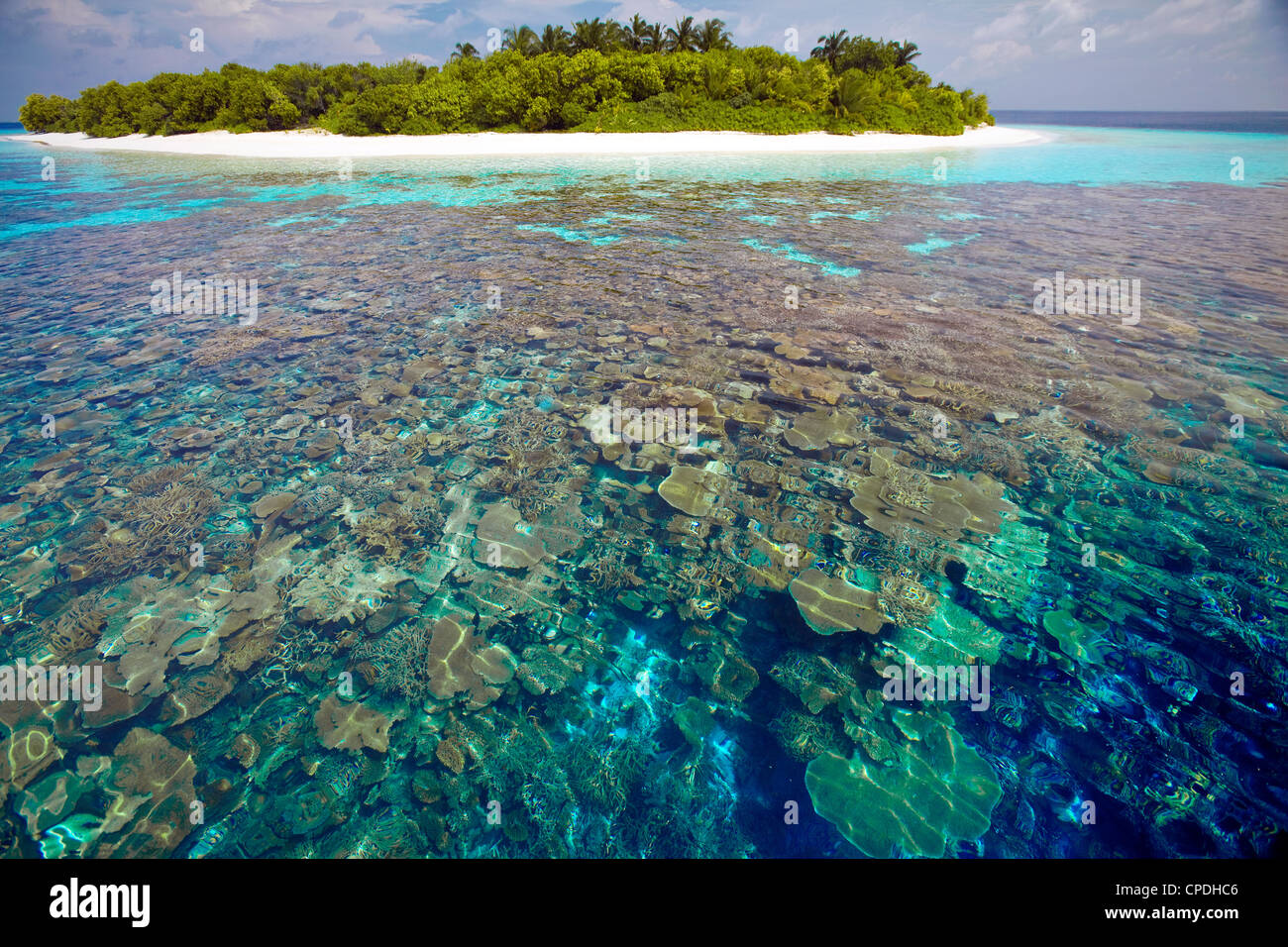 Plaques de corail, le lagon et l'île tropicale, Maldives, océan Indien, Asie Banque D'Images