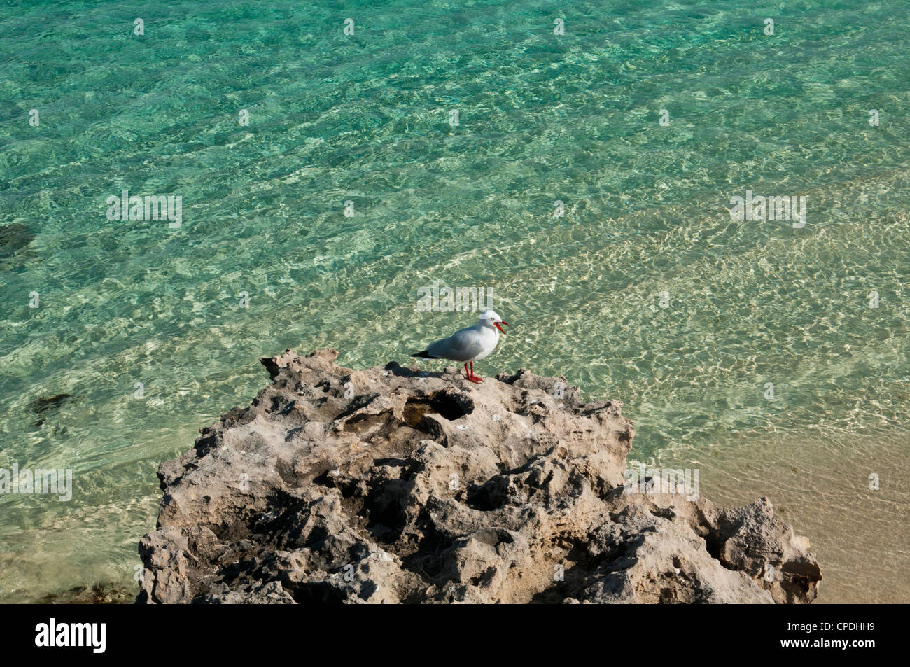 Mouette sur un rocher, Rottnest Island, Australie de l'Ouest Banque D'Images