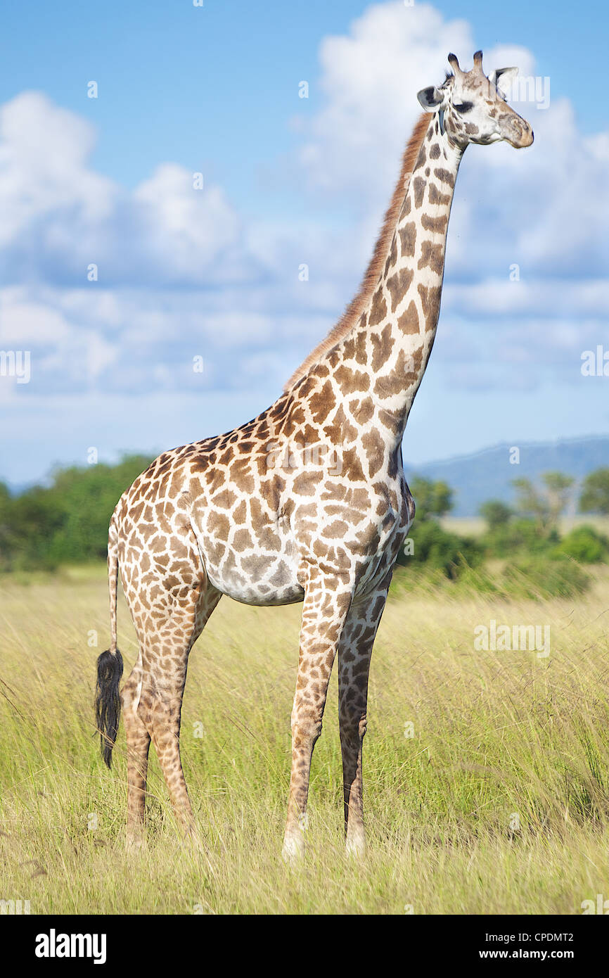 Girafe Giraffa camelopardalis dans Game Reserve Mikumi . Le sud de la Tanzanie. Afrique du Sud Banque D'Images