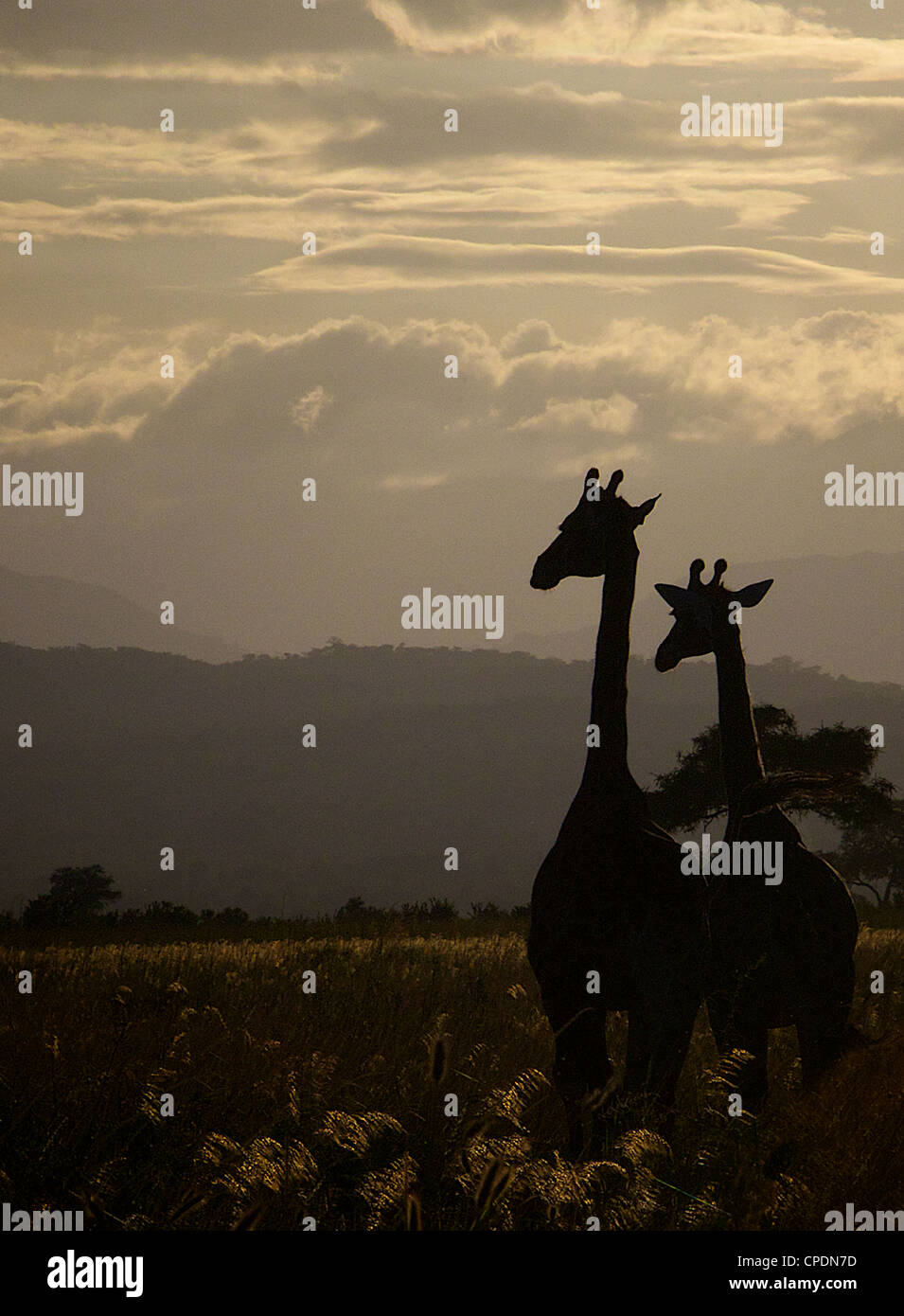 Girafe Giraffa camelopardalis dans Game Reserve Mikumi . Le sud de la Tanzanie. Afrique du Sud Banque D'Images