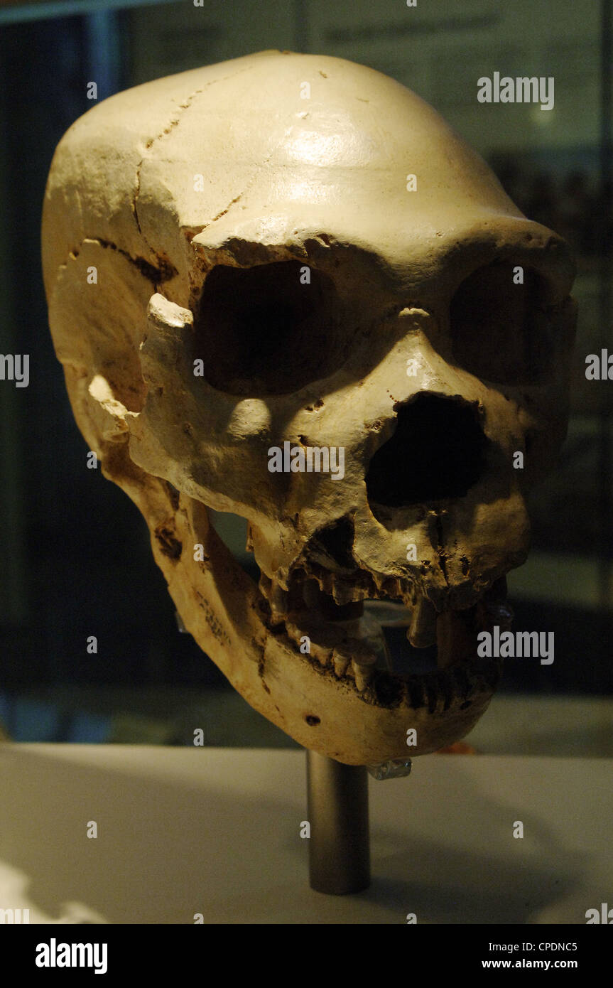 L'Homo heidelbergensis. Numéro 5 du crâne. Pit des os de l'emplacement de Atapuerca (Espagne). Du Pléistocène moyen européen. Banque D'Images