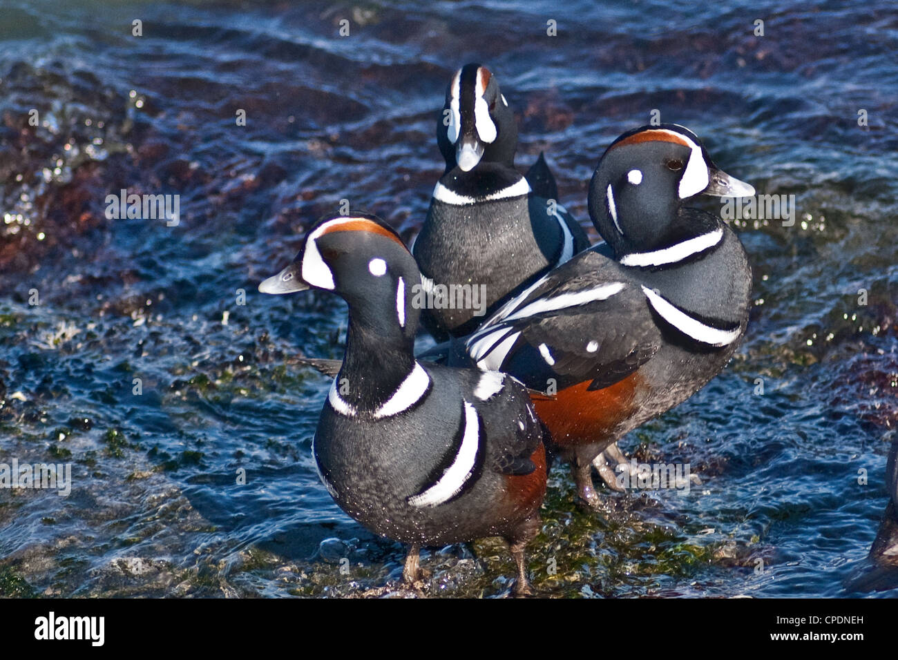 L'Arlequin plongeur (Histrionicus histrionicus) Banque D'Images