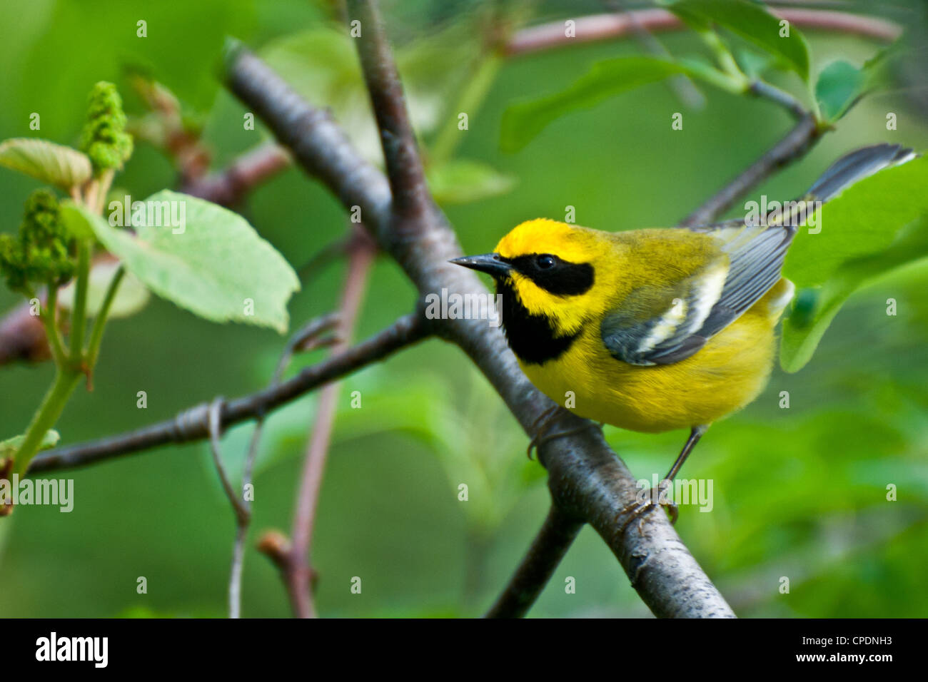 Lawrence's Warbler (Vermivora pinus x Chrysoptera) Banque D'Images