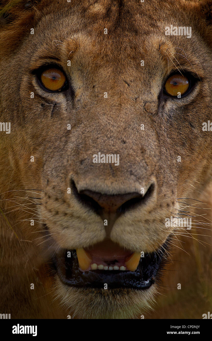 L'African Lion Panthera leo en jeu Mikumi réserver . Le sud de la Tanzanie. Banque D'Images