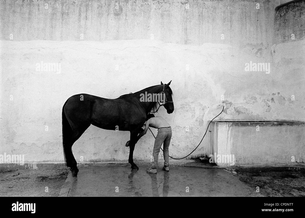 Un cheval est lavé Banque D'Images