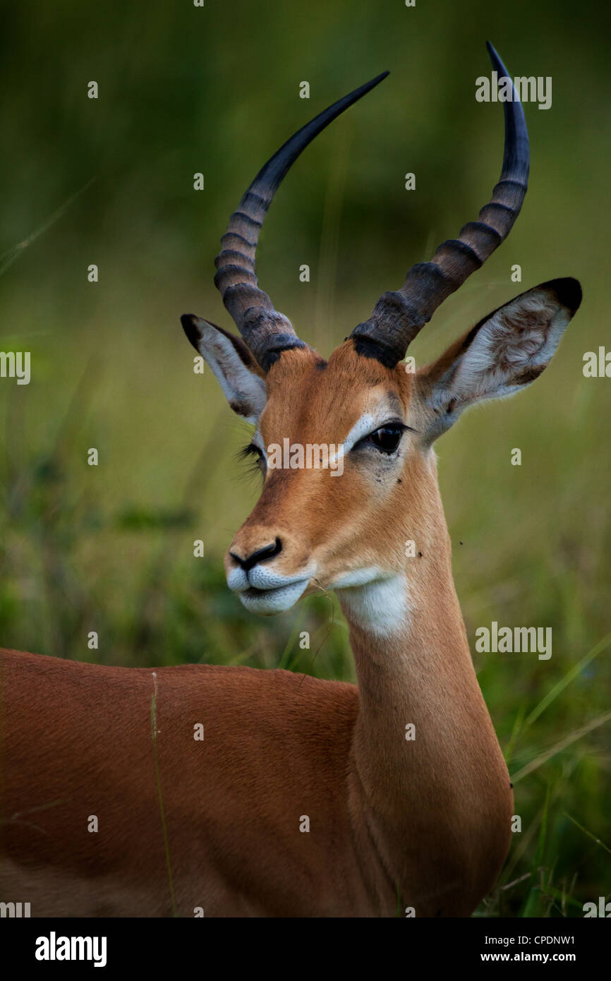 Impala Aepyceros melampus Mikumi Game Reserve . Le sud de la Tanzanie. Afrique du Sud Banque D'Images