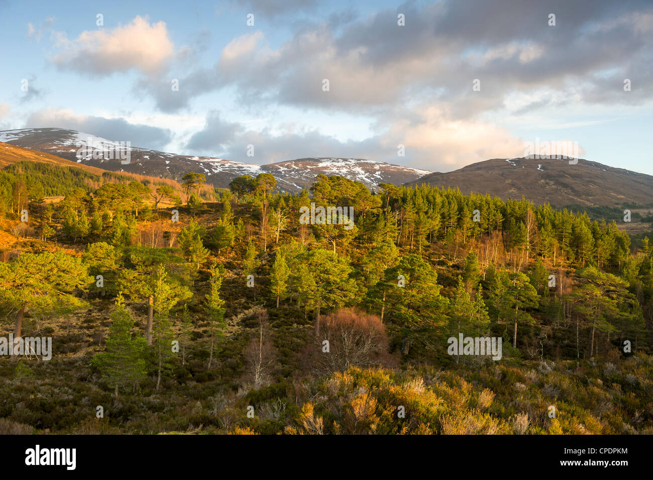 Lever du soleil à Glen Affric, Highlands, Scotland, UK Banque D'Images