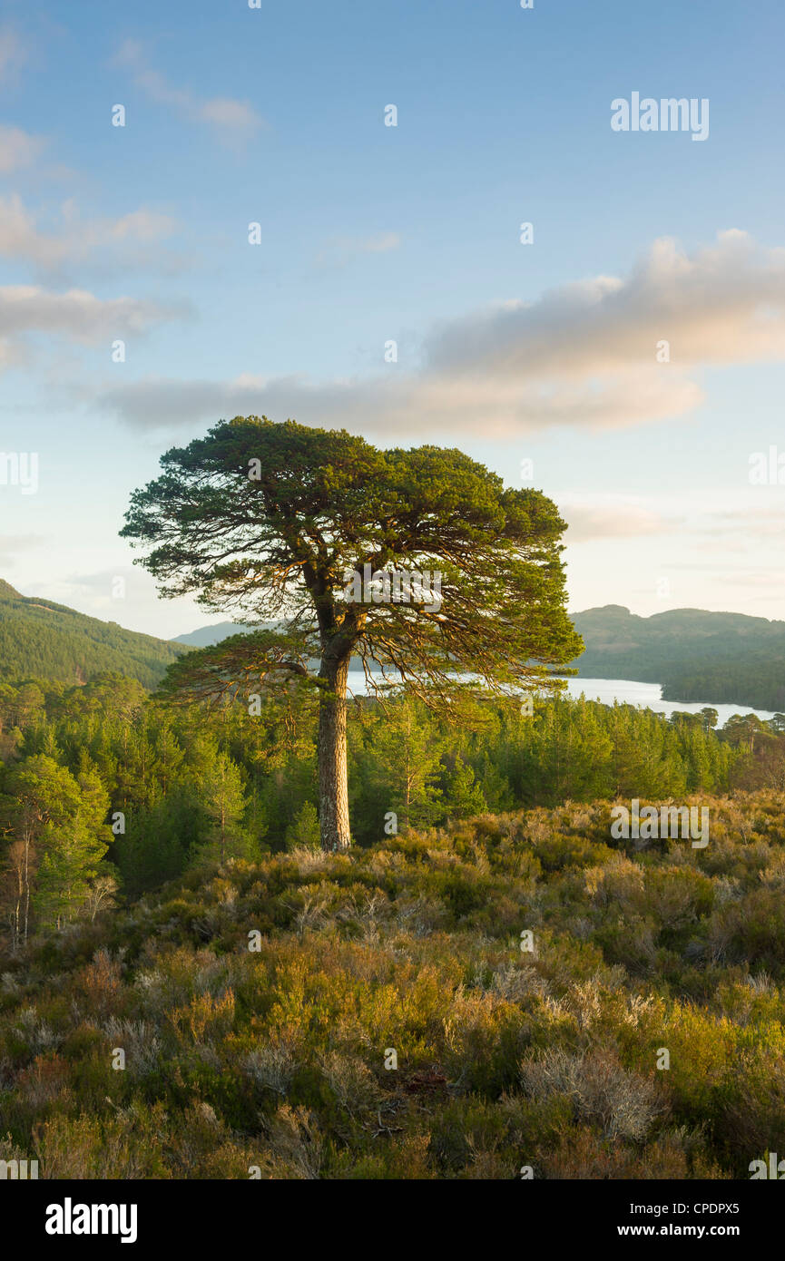 Lever et Lone Tree, Glen Affric, Highlands, Scotland, UK Banque D'Images