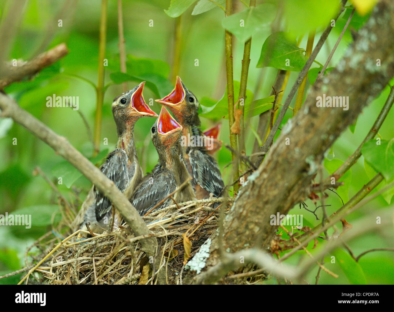 (Bombycilla cedrorum Jaseur), Wanup, Ontario, Canada Banque D'Images