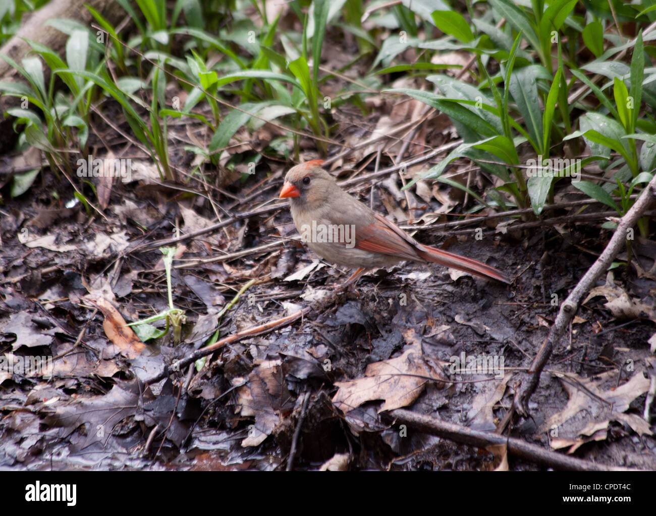 Le Cardinal Rouge Bois Femelle Oiseau Posé Près Dun