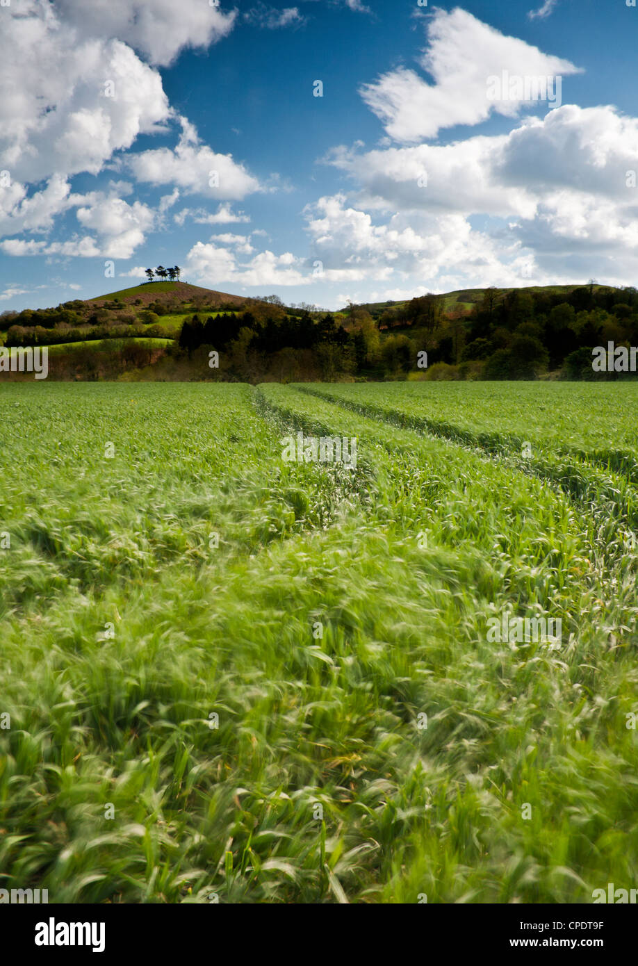 Une journée d'été à plus d'un déménagement Champ de blé avec Colmers colline au loin, pris dans Symondsbury, Dorset Banque D'Images