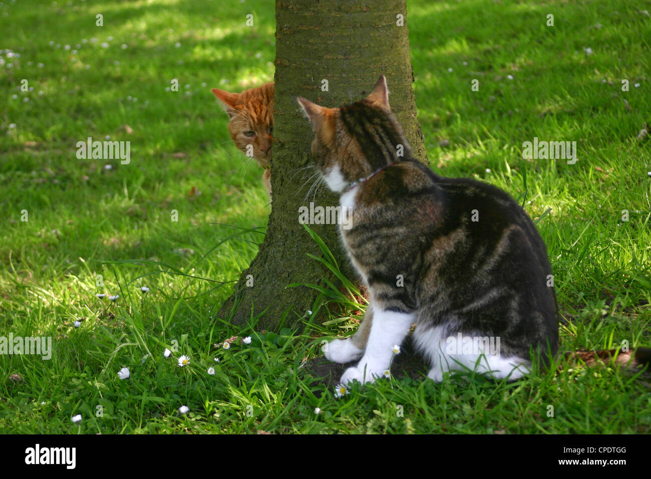 Deux chats en plein air jouant à Hide and Seek sous un arbre Banque D'Images