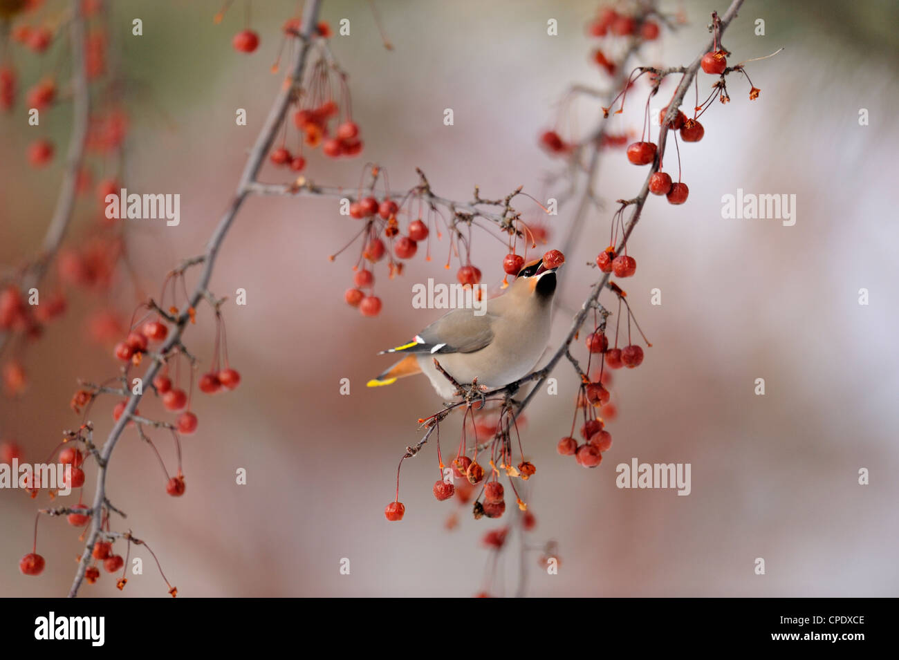 Jaseur boréal (Bombycilla garrulus) Hiver alimentation migrants sur les pommettes, le Grand Sudbury, Ontario, Canada Banque D'Images