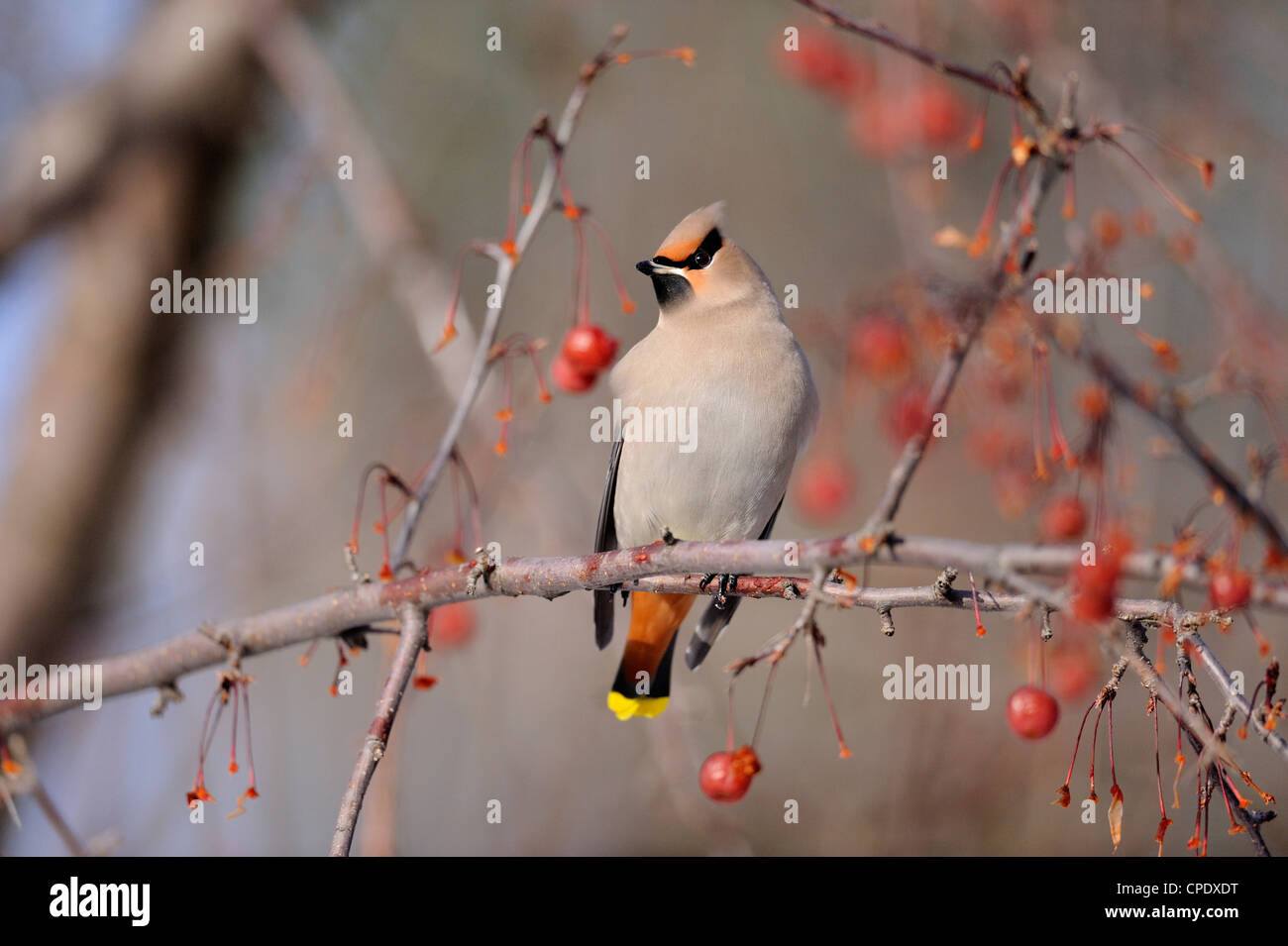 Jaseur boréal (Bombycilla garrulus) Hiver alimentation migrants sur les pommettes, le Grand Sudbury, Ontario, Canada Banque D'Images