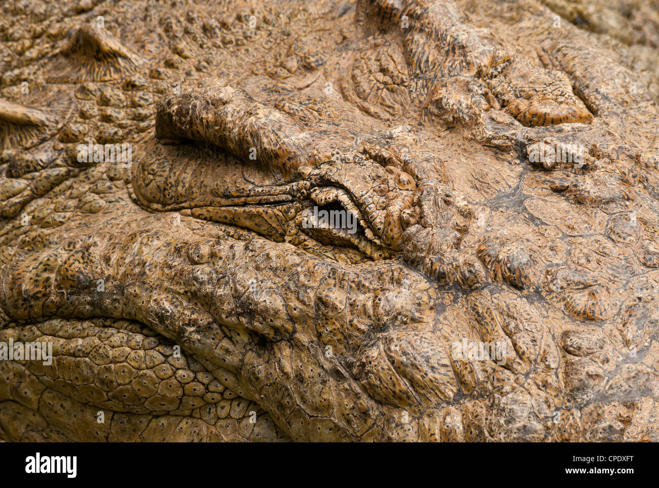 Le crocodile du Nil (Crocodilus niloticus) close-up de l'œil, sur le Masai Mara National Reserve, Kenya, Afrique. Banque D'Images