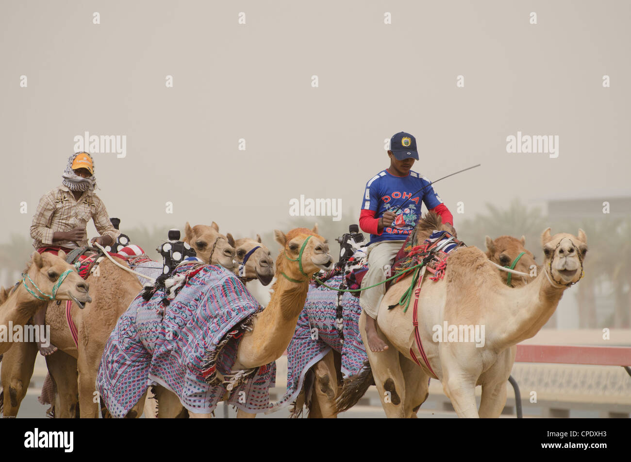 Formation les chameaux de course Banque D'Images