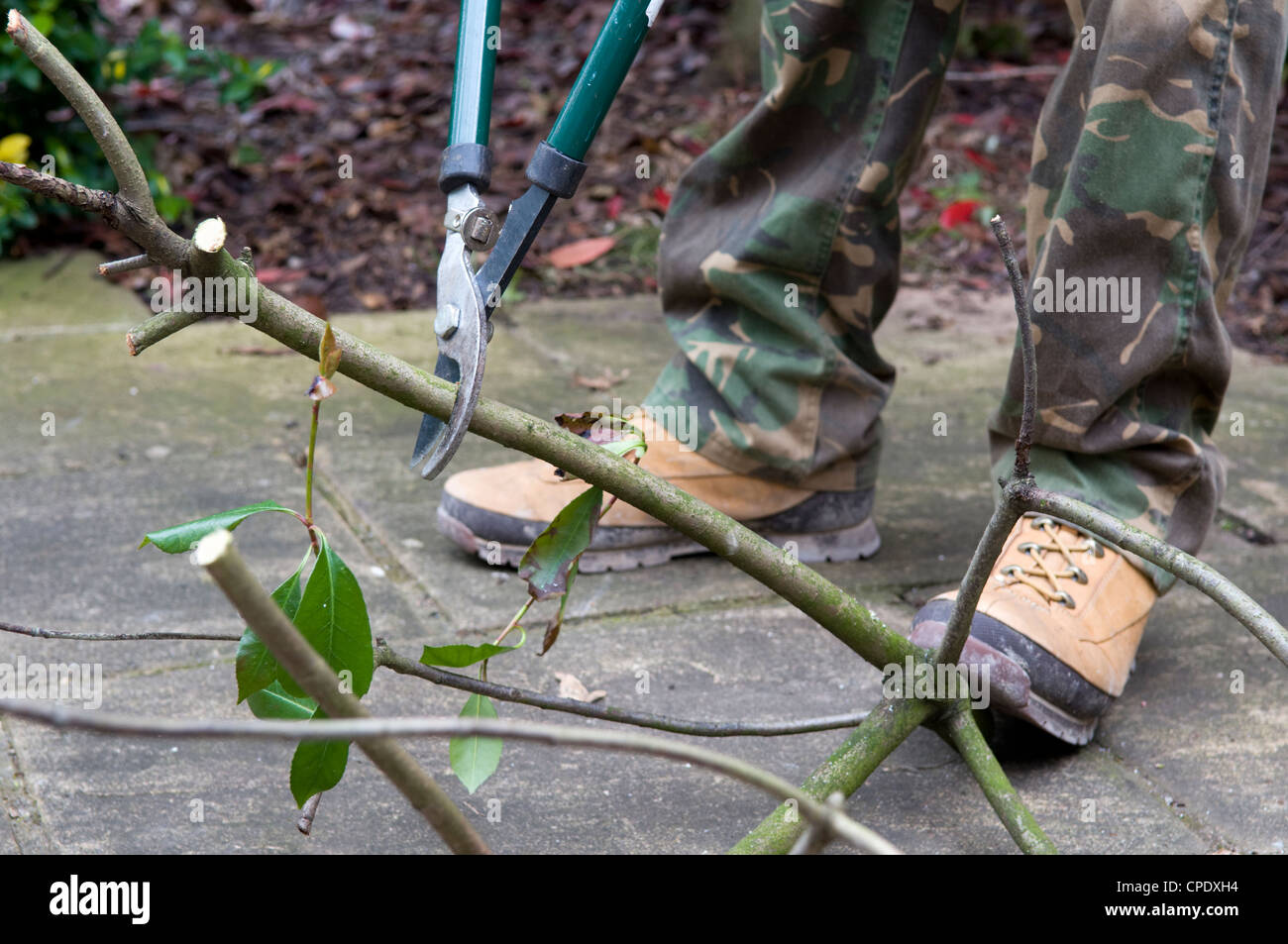 Close up of Caucasian man chopping les branches d'arbres avec des sécateurs long manche en jardin à Bristol, Royaume Uni Banque D'Images