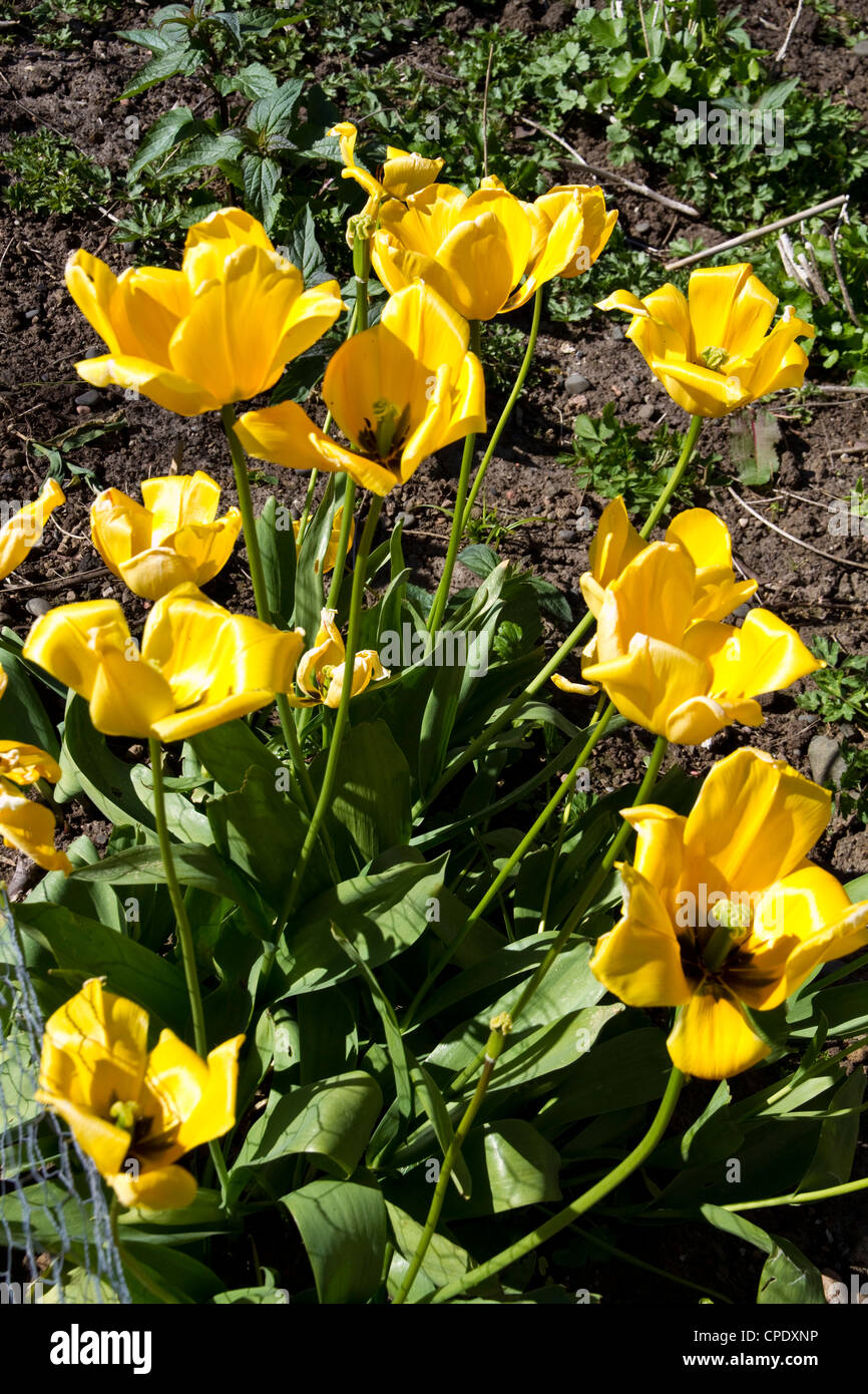 Big Yellow tulips (Tulipa) dans le jardin de Canna House, petites îles, Ecosse Banque D'Images